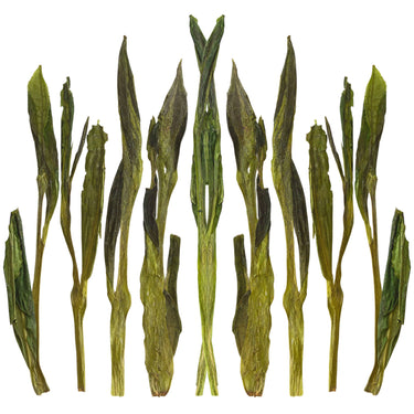 Loose leaf Jade Pillar green tea