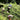 Picking tea leaves