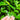 Low-grown tea plants of the Southern region