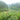Tea plants in Qimen County, Anhui Province