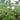 Tea plants in Qimen County, Anhui Province
