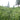 Tea plants in Qimen County, Anhui Province
